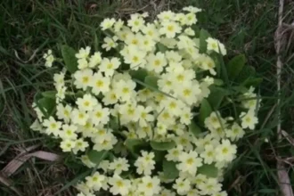 Rare primroses in Damme show golf courses aid nature