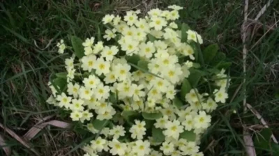 Rare primroses in Damme show golf courses aid nature