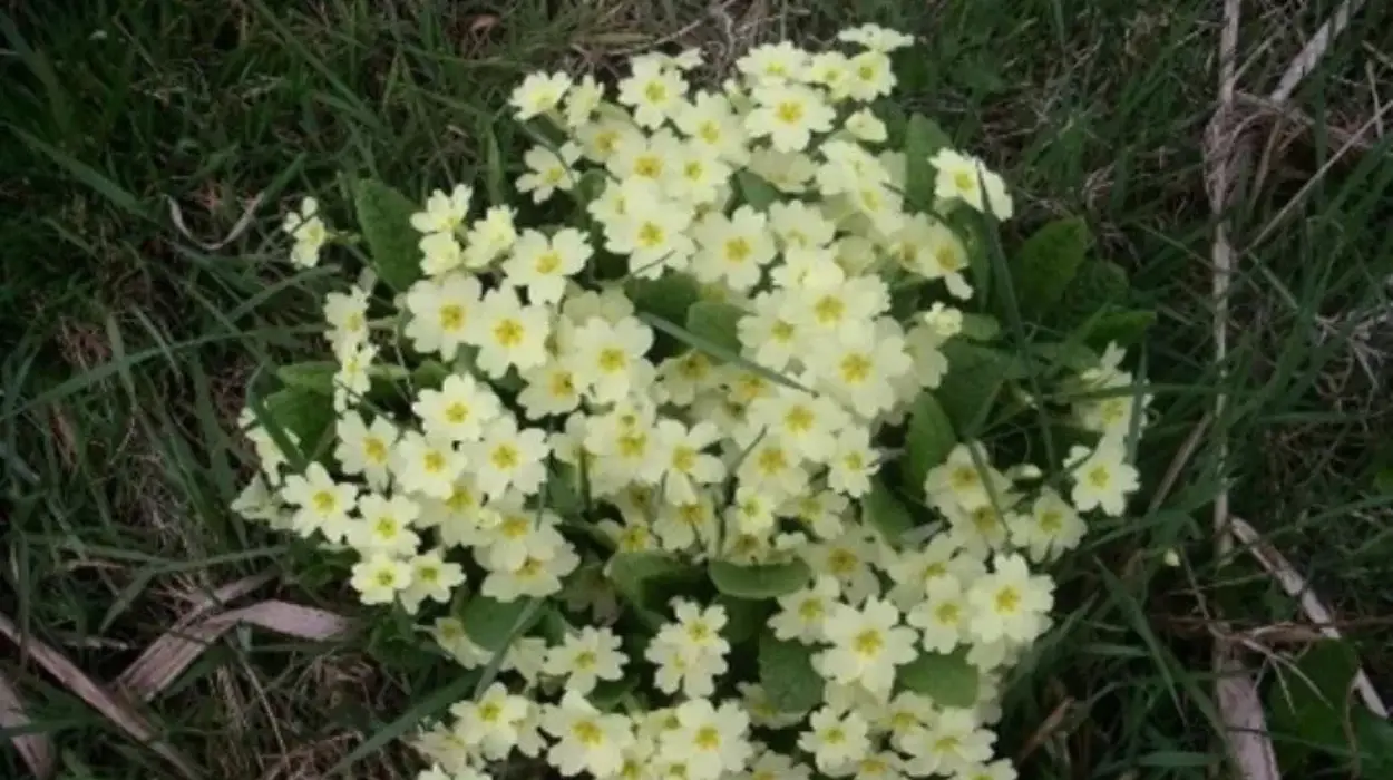 Rare primroses in Damme show golf courses aid nature