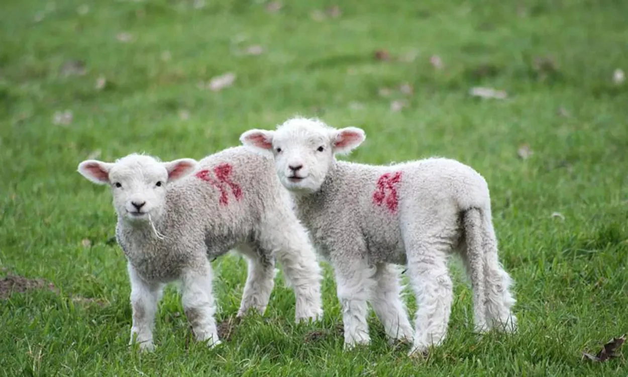 Renewed demands for better animal welfare at EU level