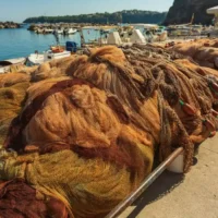 Report highlights success of EU plan in reviving Mediterranean fish stocks