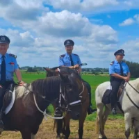 Runaway horse injures 3 at Ronse Fiertelommegang