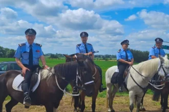 Runaway horse injures 3 at Ronse Fiertelommegang