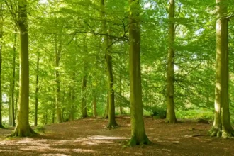 Semper Ferraris action group blocks forest parcelisation