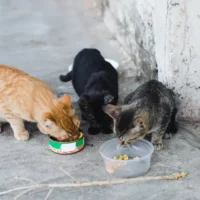 Sint-Gillis-Waas bird flu outbreak and infects 2 cats