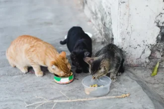 Sint-Gillis-Waas bird flu outbreak and infects 2 cats