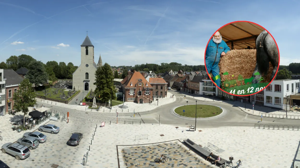 Sint-Lievens-Houtem fair’s cattle market cancelled due to cow flu