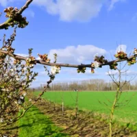 Sint-Truiden Blossom Bar opens 11th time with Vanmechelen’s art