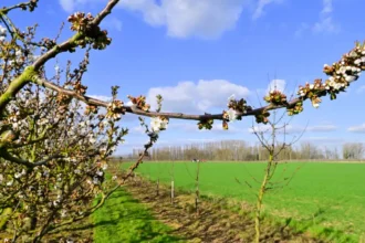 Sint-Truiden Blossom Bar opens 11th time with Vanmechelen’s art