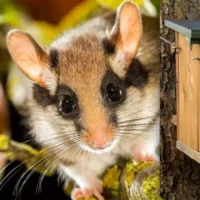 Sint-Truiden installs 15 dormouse boxes to protect endangered species