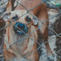Sint-Truiden police confiscate dogs amid stray crisis