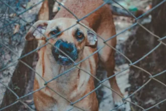 Sint-Truiden police confiscate dogs amid stray crisis