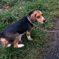 Sniffer dogs help Vivaqua detect water leaks in Brussels