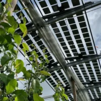 Solar panels installed over pear orchard in Sint-Truiden