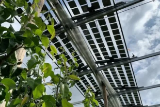 Solar panels installed over pear orchard in Sint-Truiden
