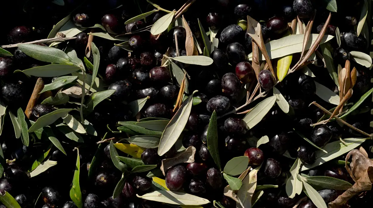 Spanish olive sector confronts 100,000-tonne ethanol competition threat