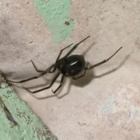 Spider scare delays South African Ship in port of Antwerp