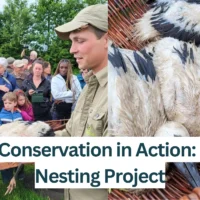 Stork-Conservation-in-Action-Geels-Nesting-Project