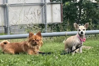 Stray Pit Bull attacks Chihuahua in Kortrijk playground