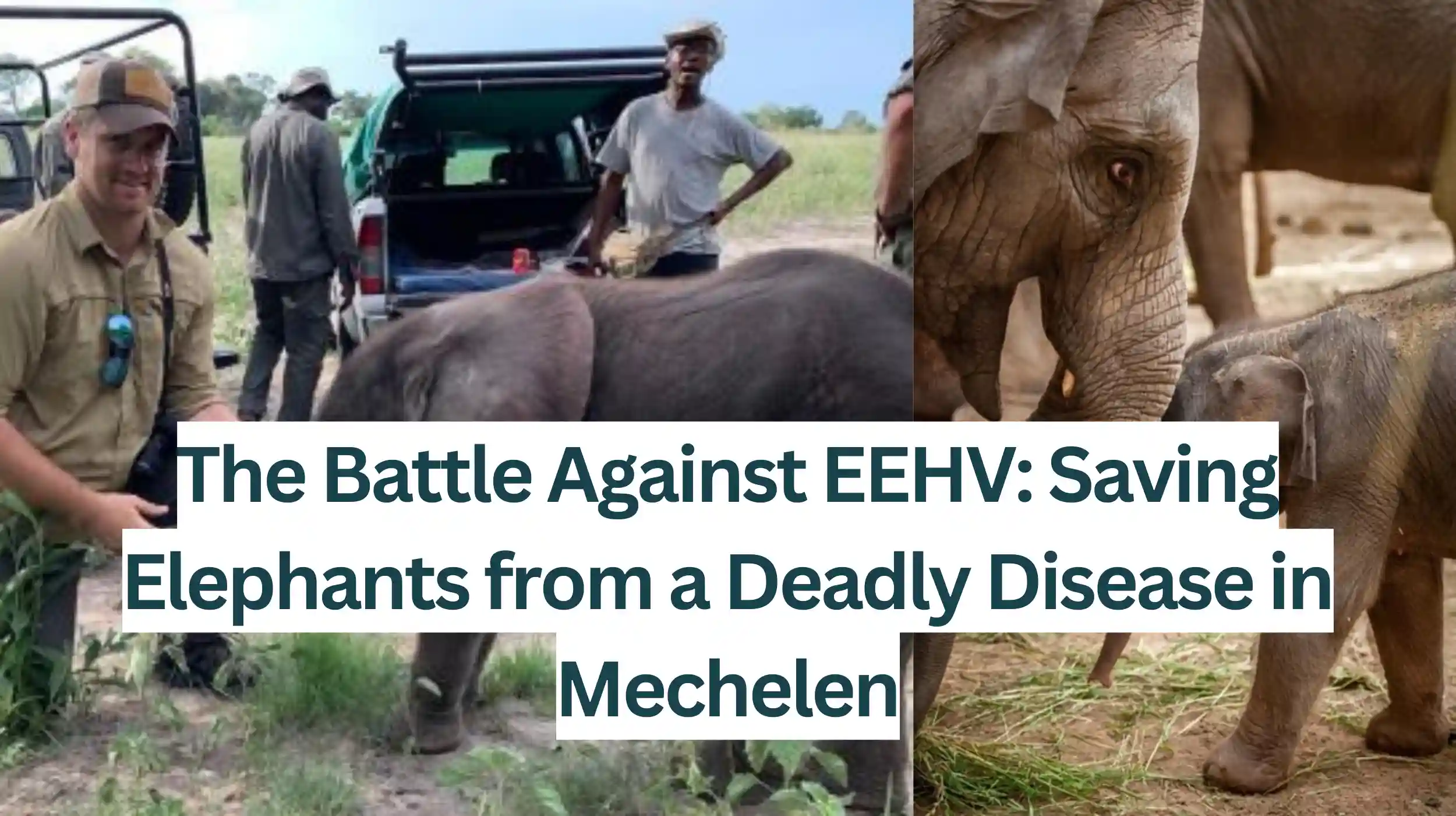 The-Battle-Against-EEHV-Saving-Elephants-from-a-Deadly-Disease-in-Mechelen