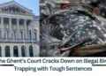 The-Ghents-Court-Cracks-Down-on-Illegal-Bird-Trapping-with-Tough-Sentences