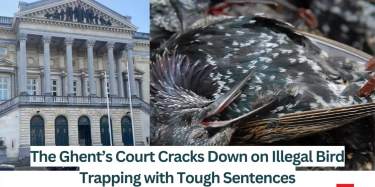 The-Ghents-Court-Cracks-Down-on-Illegal-Bird-Trapping-with-Tough-Sentences