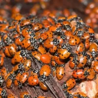 The Mystery of Ladybird Swarms in the UK: Causes and Solutions