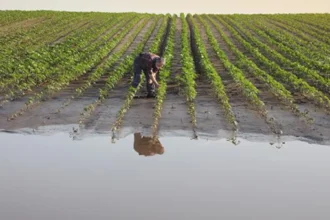 The future of farming