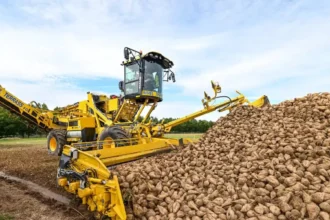 Tienen sugar factory faces challenges amid declining sugar beet yields