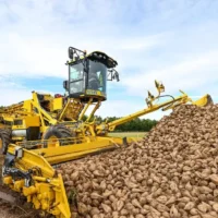 Tienen's 2024 sugar beet season
