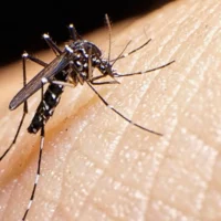 Tiger mosquitoes found in new Belgian locations raise concerns