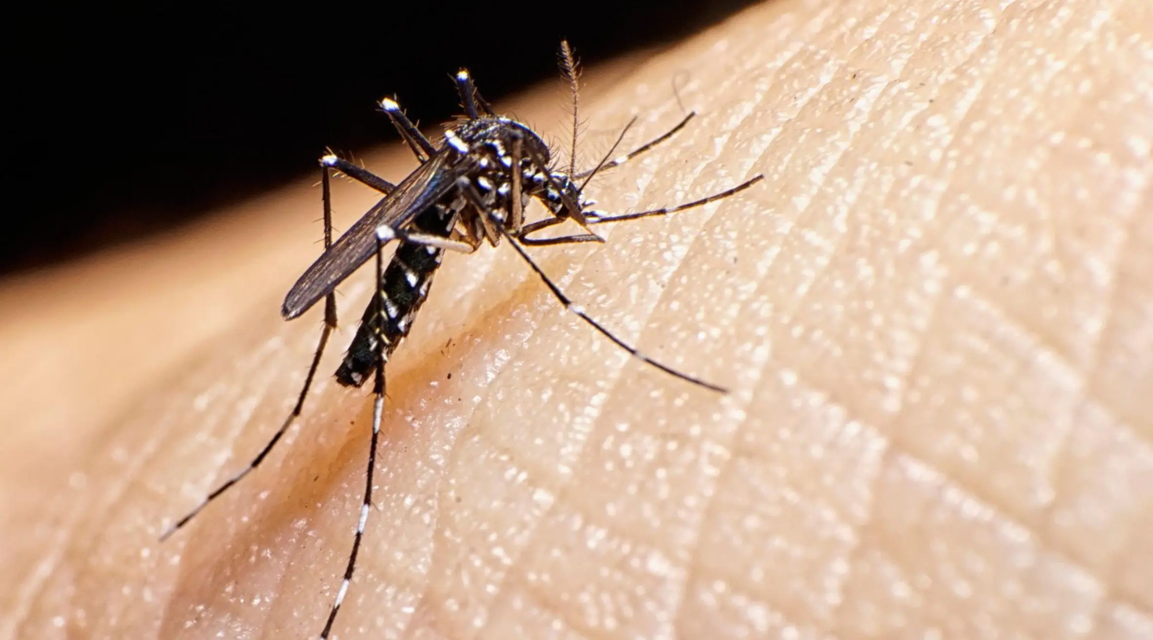 Tiger mosquitoes found in new Belgian locations raise concerns