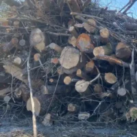 Trees cut in Oud-Heverlee for €3M Zoet Water improvement