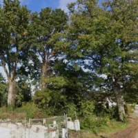 Tremelo's 100-year-old oaks face cut, Natuurpunt concerned