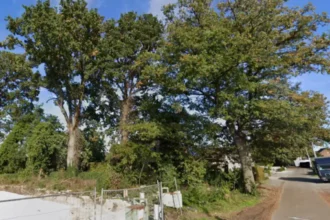 Tremelo's 100-year-old oaks face cut, Natuurpunt concerned