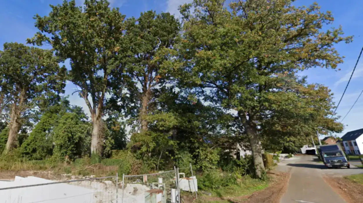 Tremelo's 100-year-old oaks face cut, Natuurpunt concerned