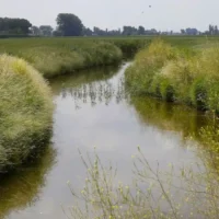 Turnhout’s wetland cleans Grote Caliebeek, led by Adriansens