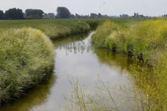 Turnhout’s wetland cleans Grote Caliebeek, led by Adriansens