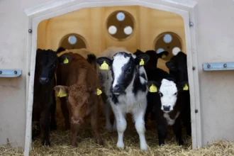 UK food exports to the EU have dropped 20% after Brexit