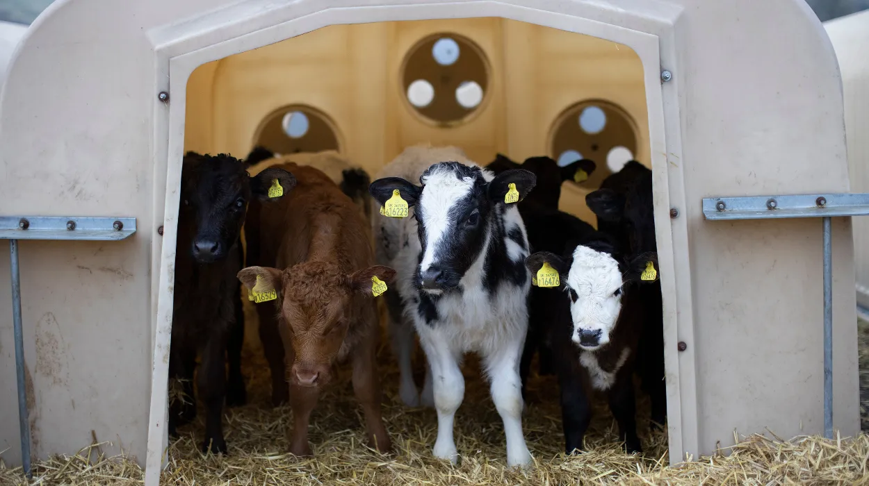 UK food exports to the EU have dropped 20% after Brexit