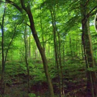 Uccle cyclist slightly injured after 10 stabs in the forest