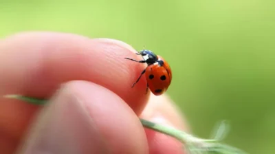 Understanding Ladybird Infestations