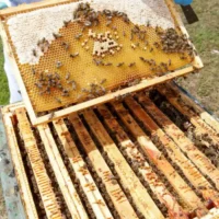 Urban farmers in Belgium struggle amidst excessive rainfall