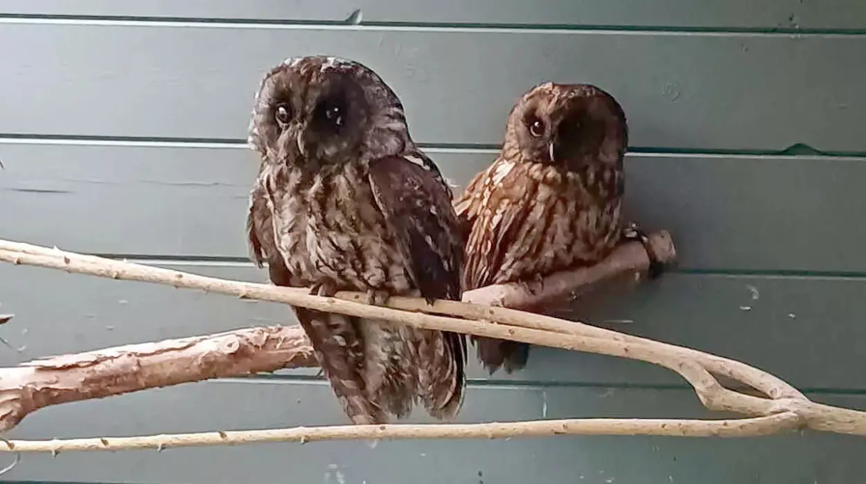 VOC Brasschaat saves 2 soot-covered owl from chimney Danger