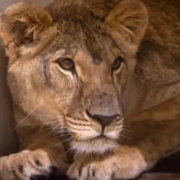 Vanda the Ukrainian lioness moves from Planckendael to UK