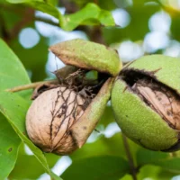 Walnut borer flies threaten Hugo De Breucker’s tree in Merchtem