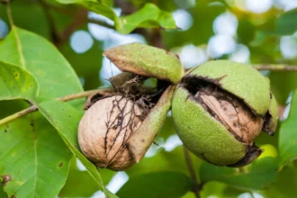 Walnut borer flies threaten Hugo De Breucker’s tree in Merchtem