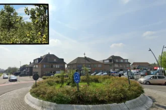 Waste Warriors plan to harvest 70k kg of pears in Vlezenbeek