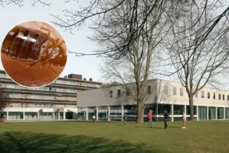 Wemmel Campus W reopens after bedbugs found in 3 apartments
