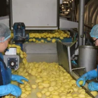West Flanders water crisis linked to potato industry
